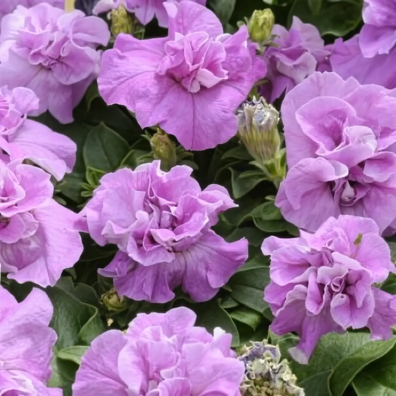 lavender and petunia together