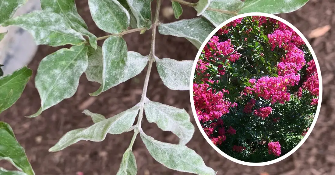 powdery mildew on crape myrtle