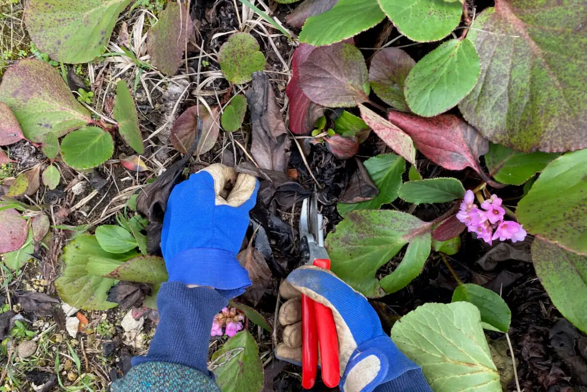 pruning garden plants in spring