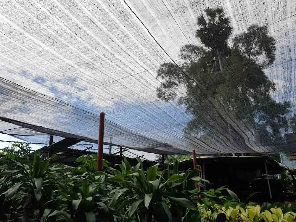 炎夏植物降温妙招：巧用遮阳网与自然降温法