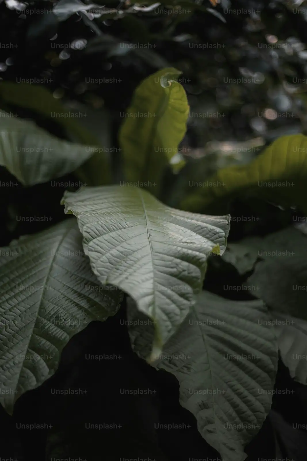 large leaf plant transpiration