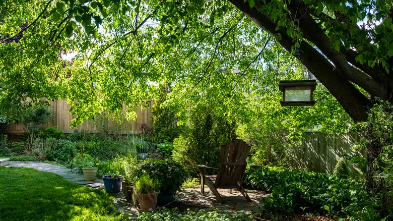 dense canopy tree shade