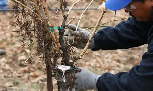 grapevine winter pruning