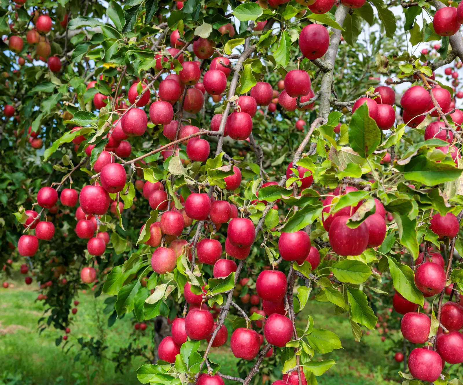 healthy pruned fruit tree