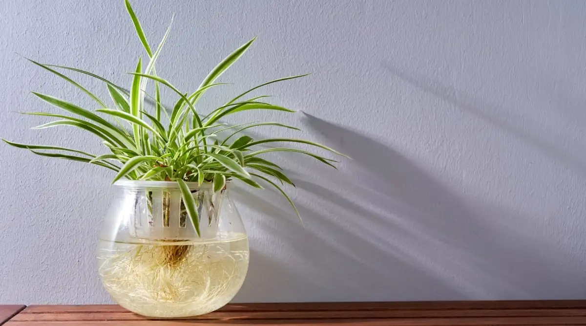 spider plant in water vase