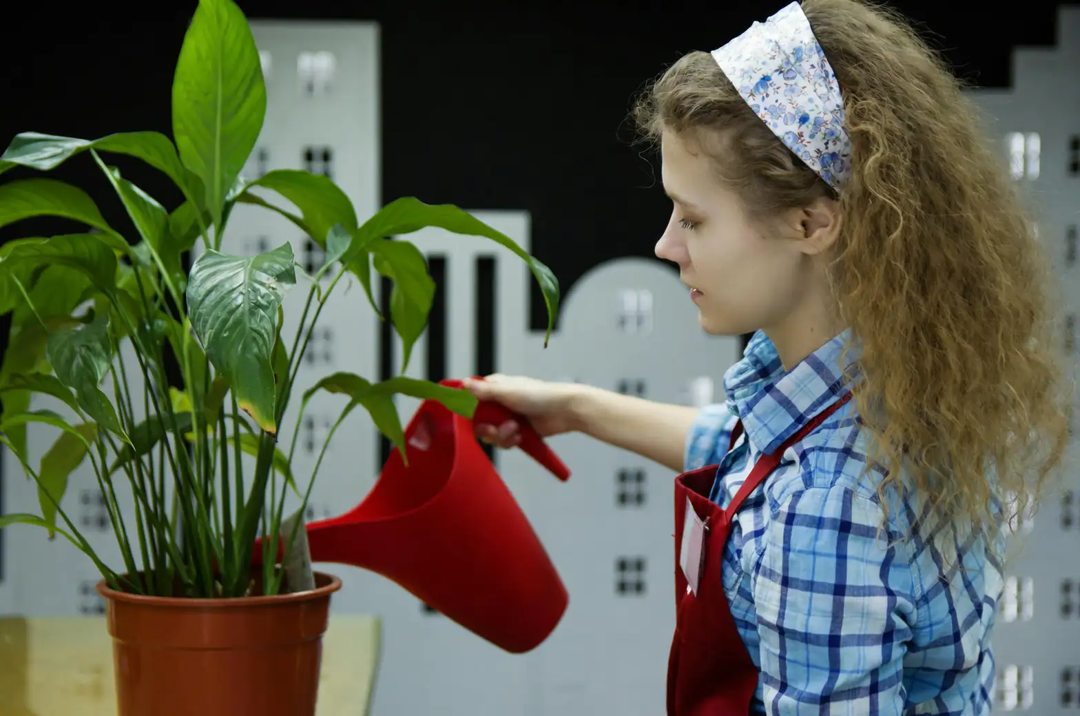 watering baby tears plant
