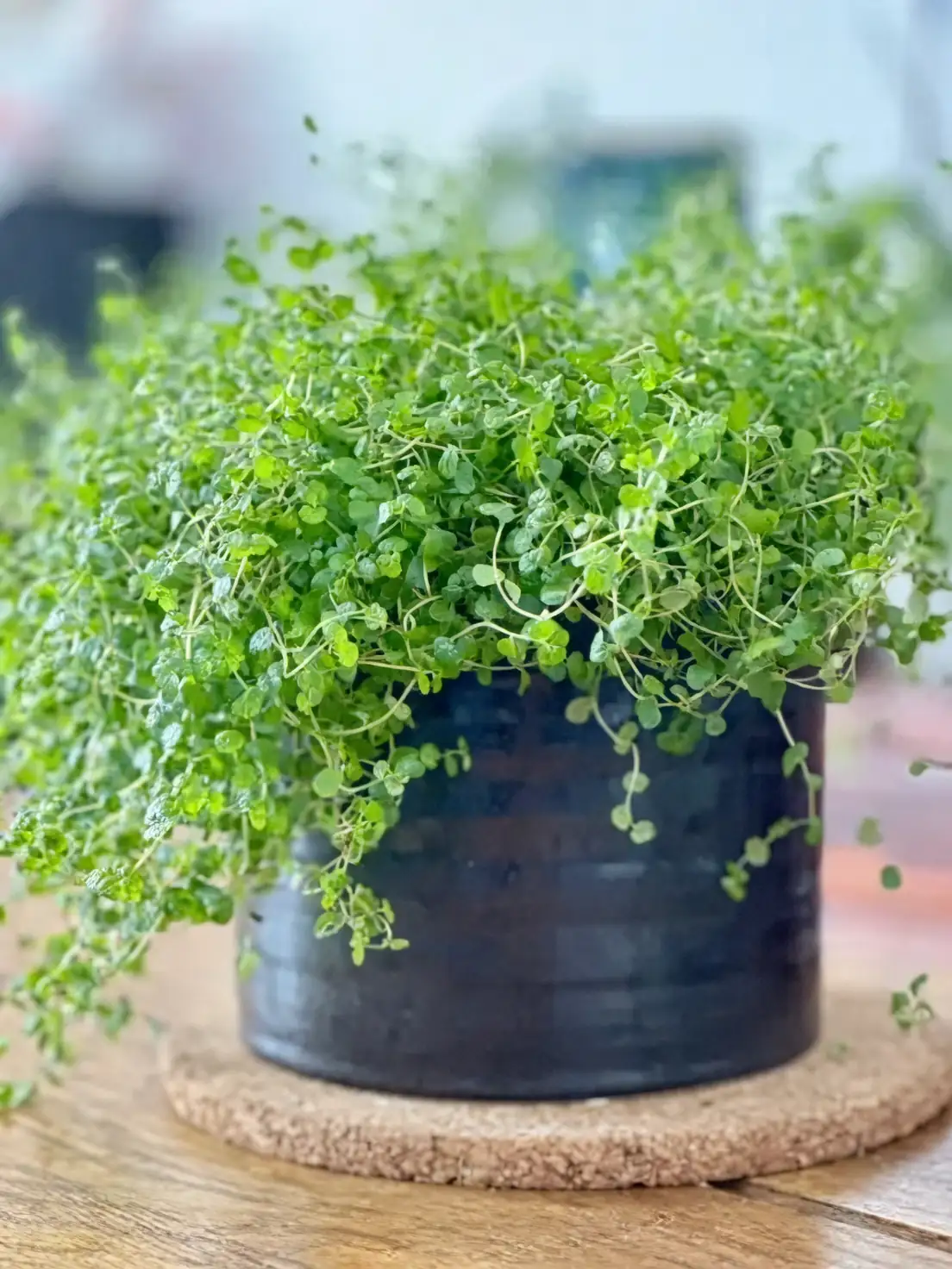 humidifying baby tears plant