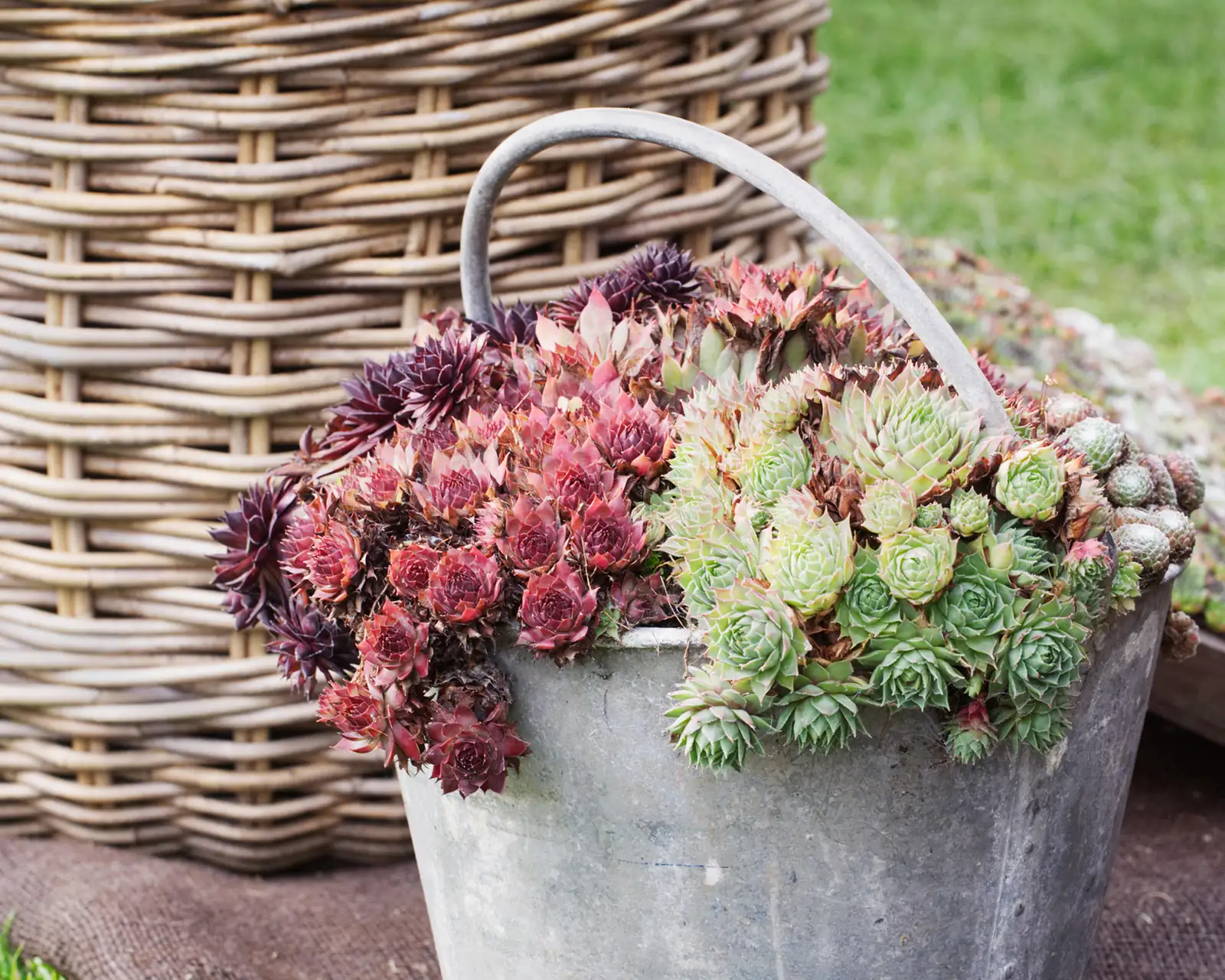 outdoor succulent garden autumn
