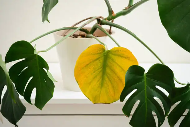 indoor plant yellow leaves