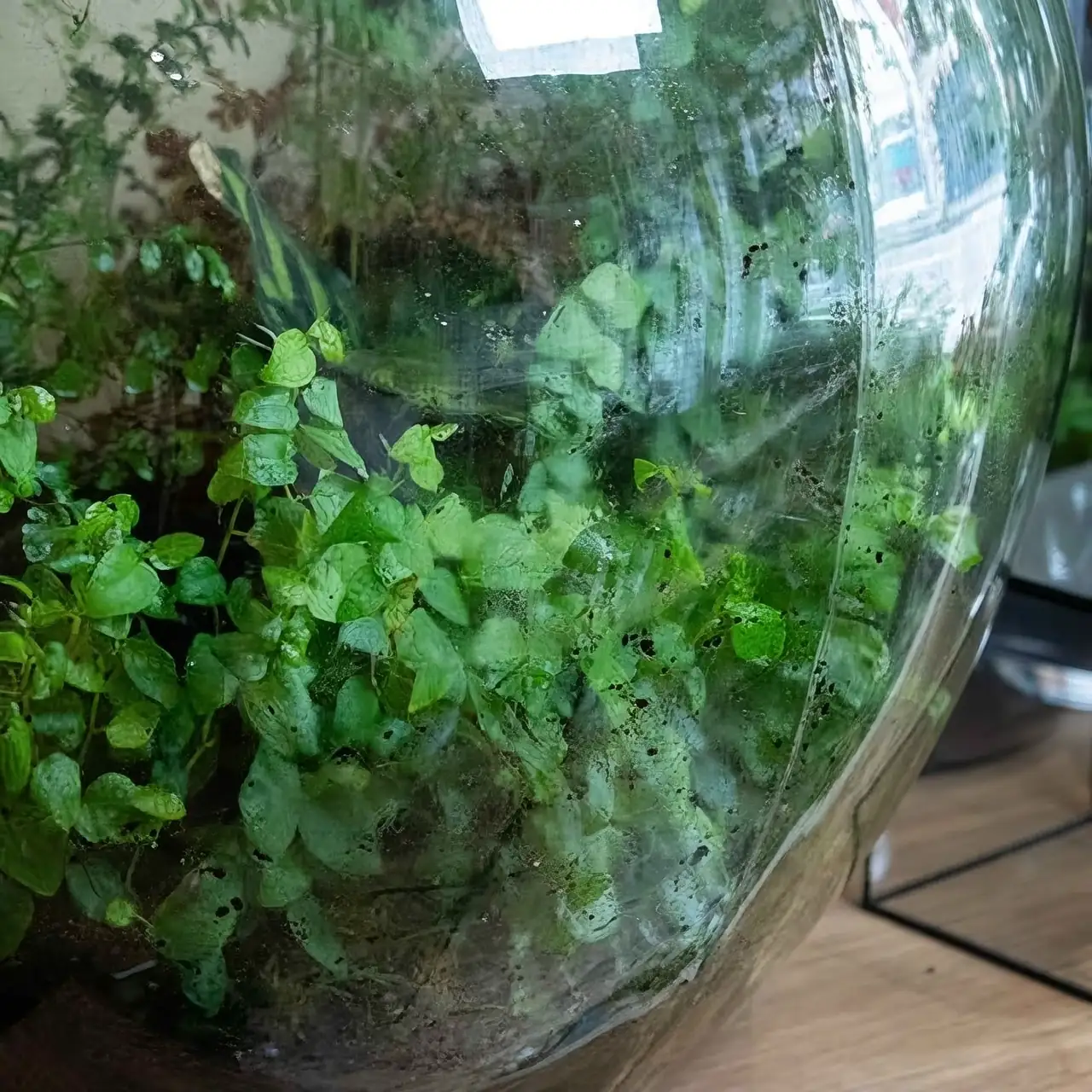 baby tears terrarium setup