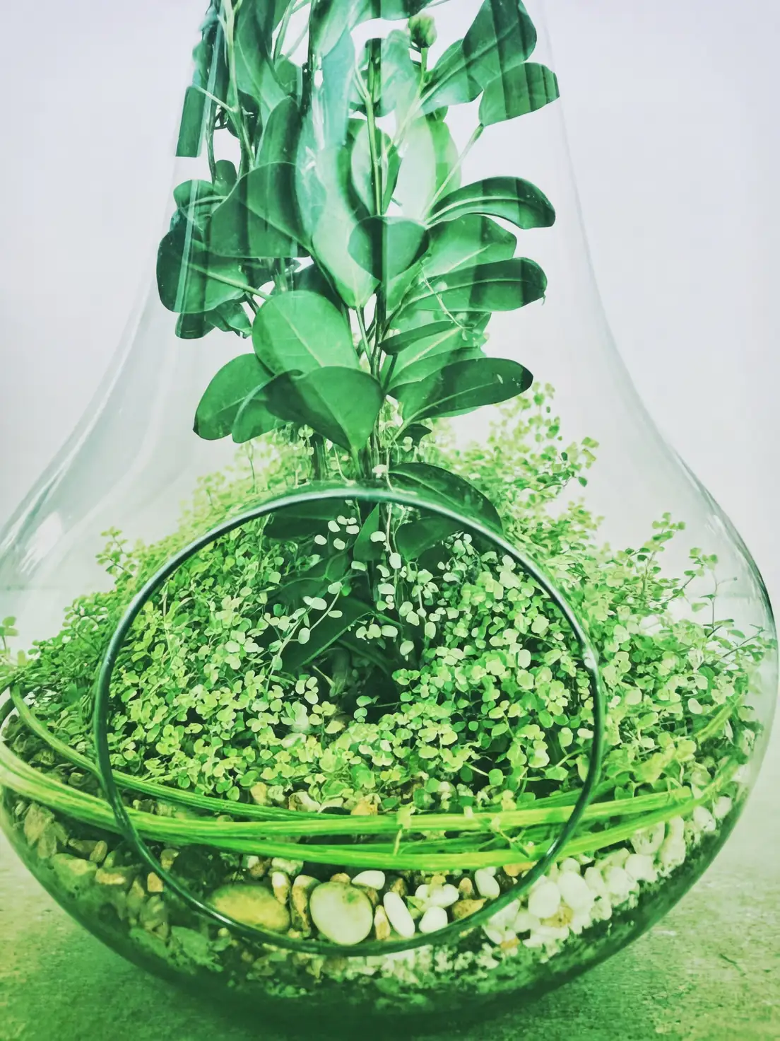 baby's tears terrarium arrangement