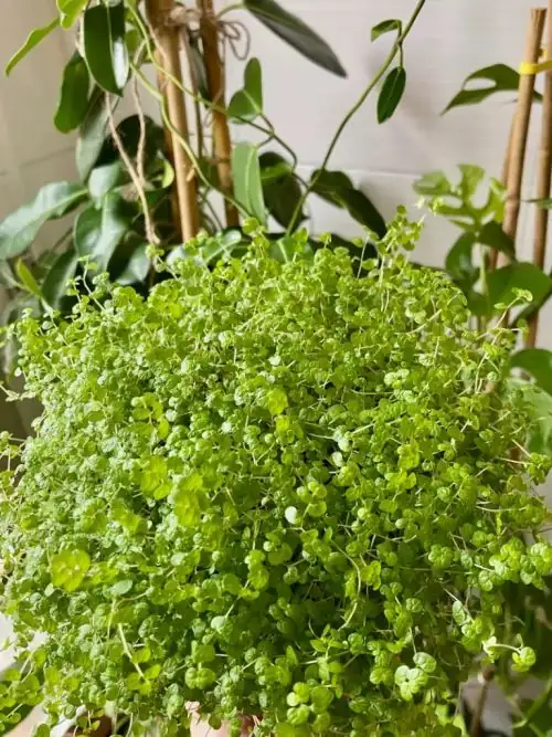baby tears plant bright light