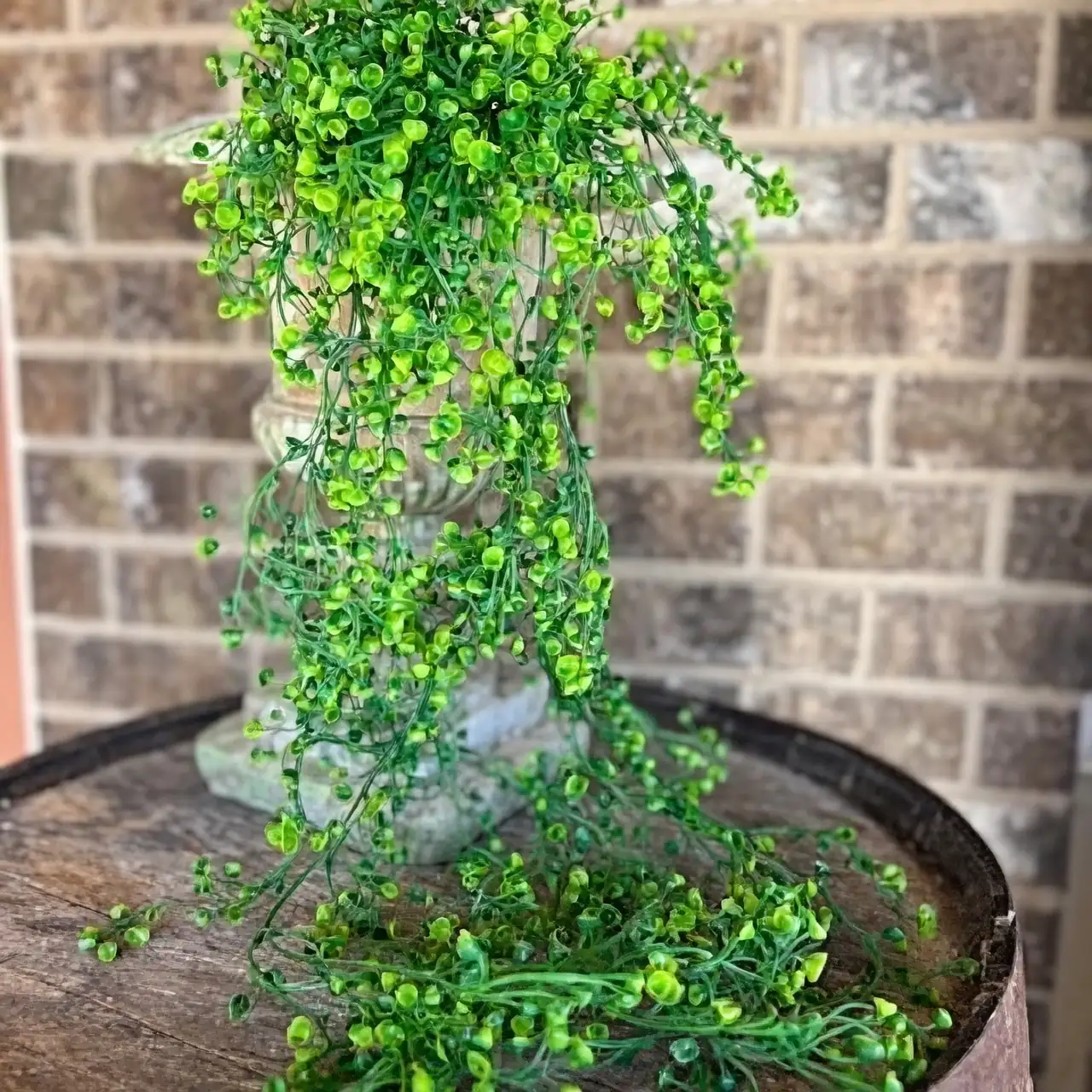 baby tears plant indoor decor