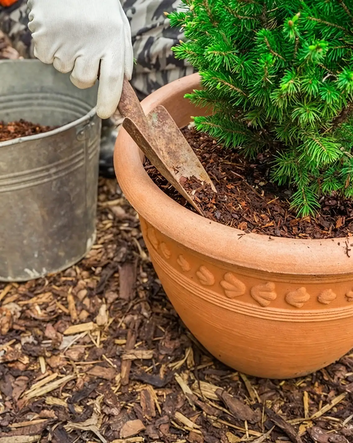 plant roots soil cover