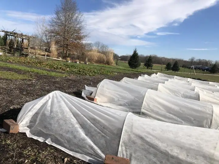 smoke frost protection garden