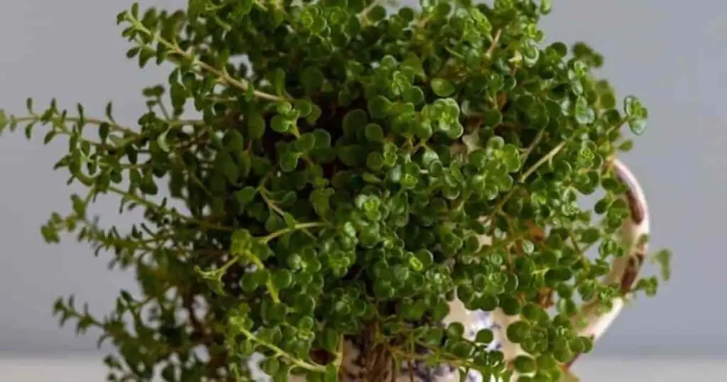 baby tears plant propagation cutting