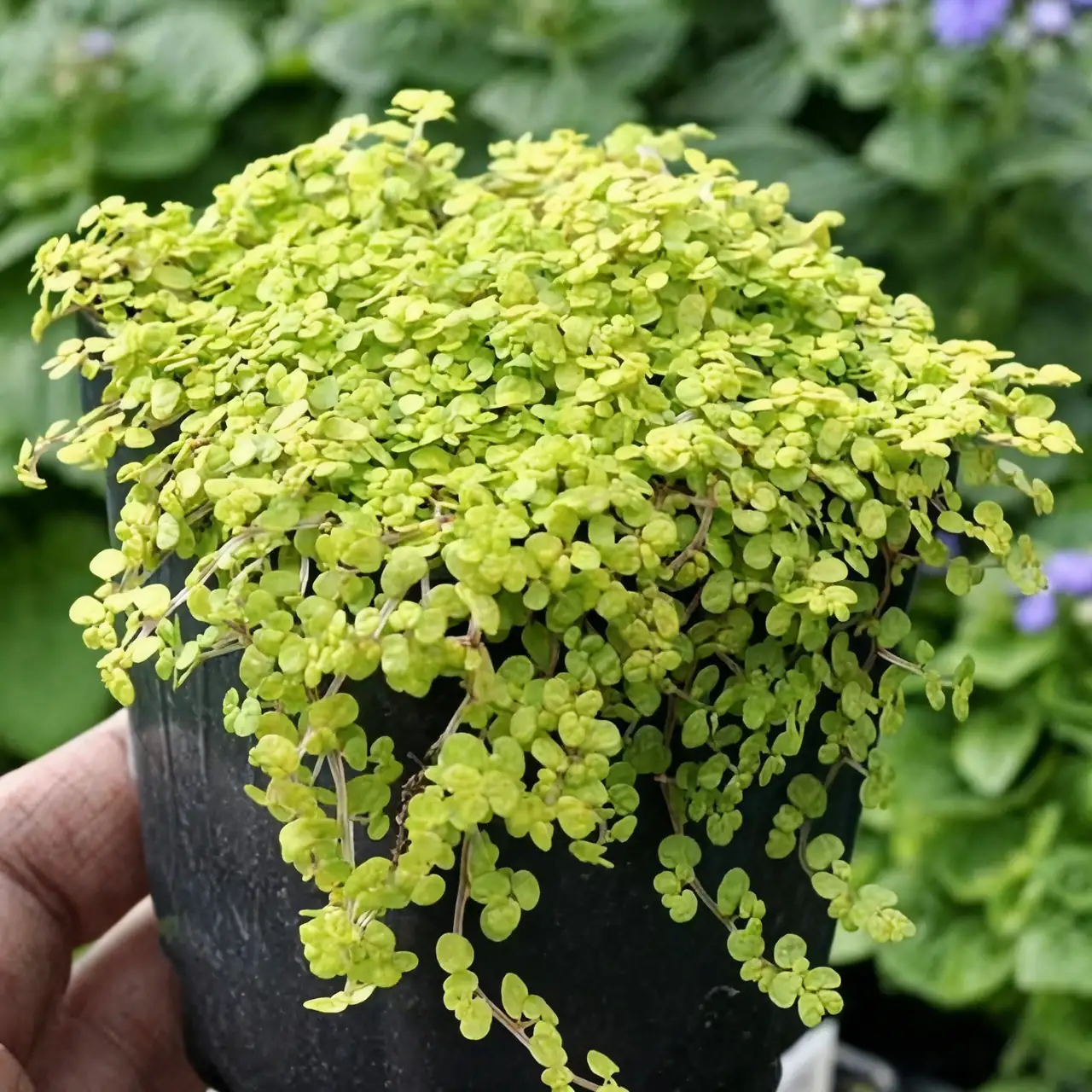 绿毯争锋：婴儿泪与蕨类植物的完美搭配