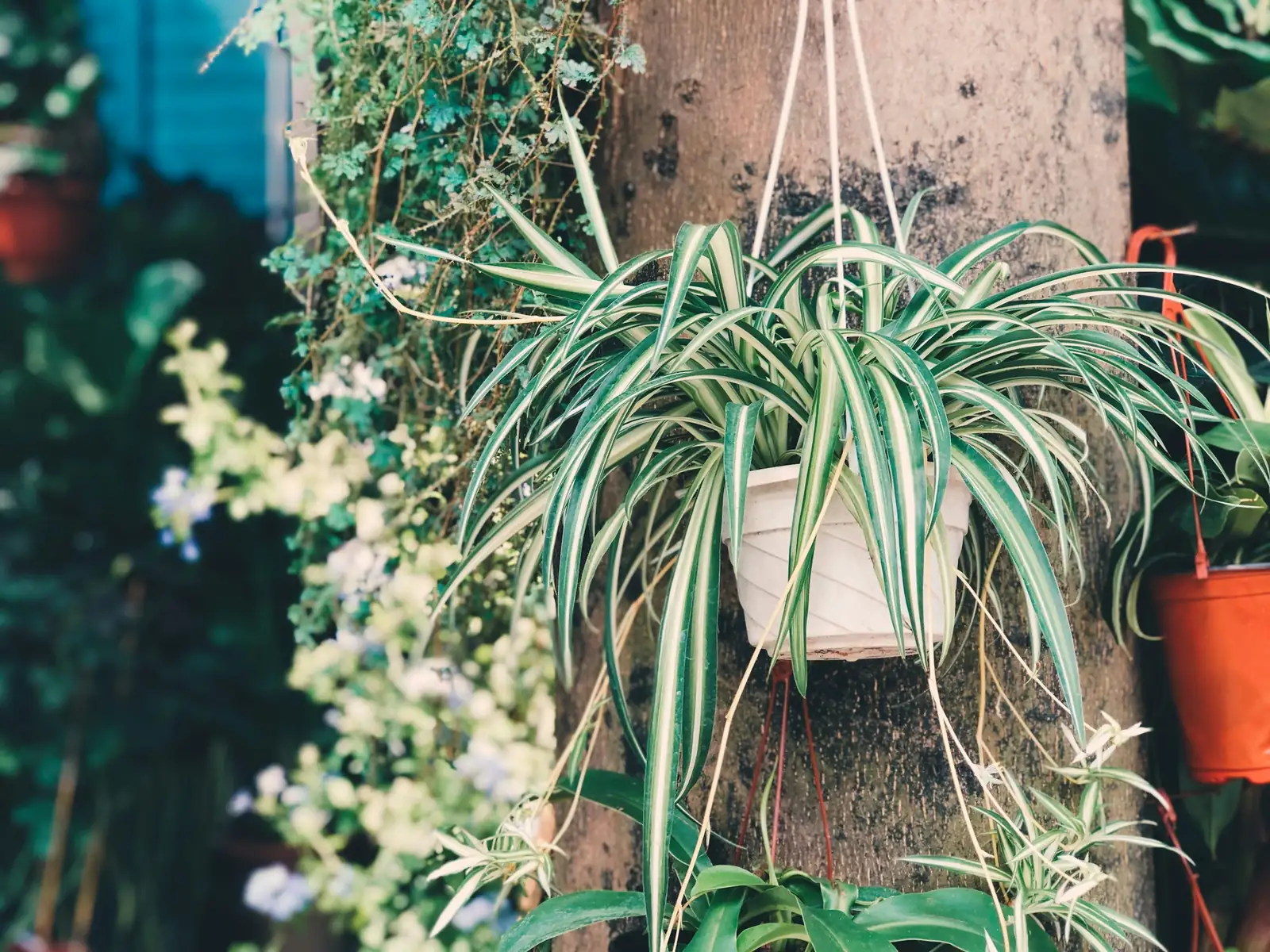 spider plant hanging above baby tears