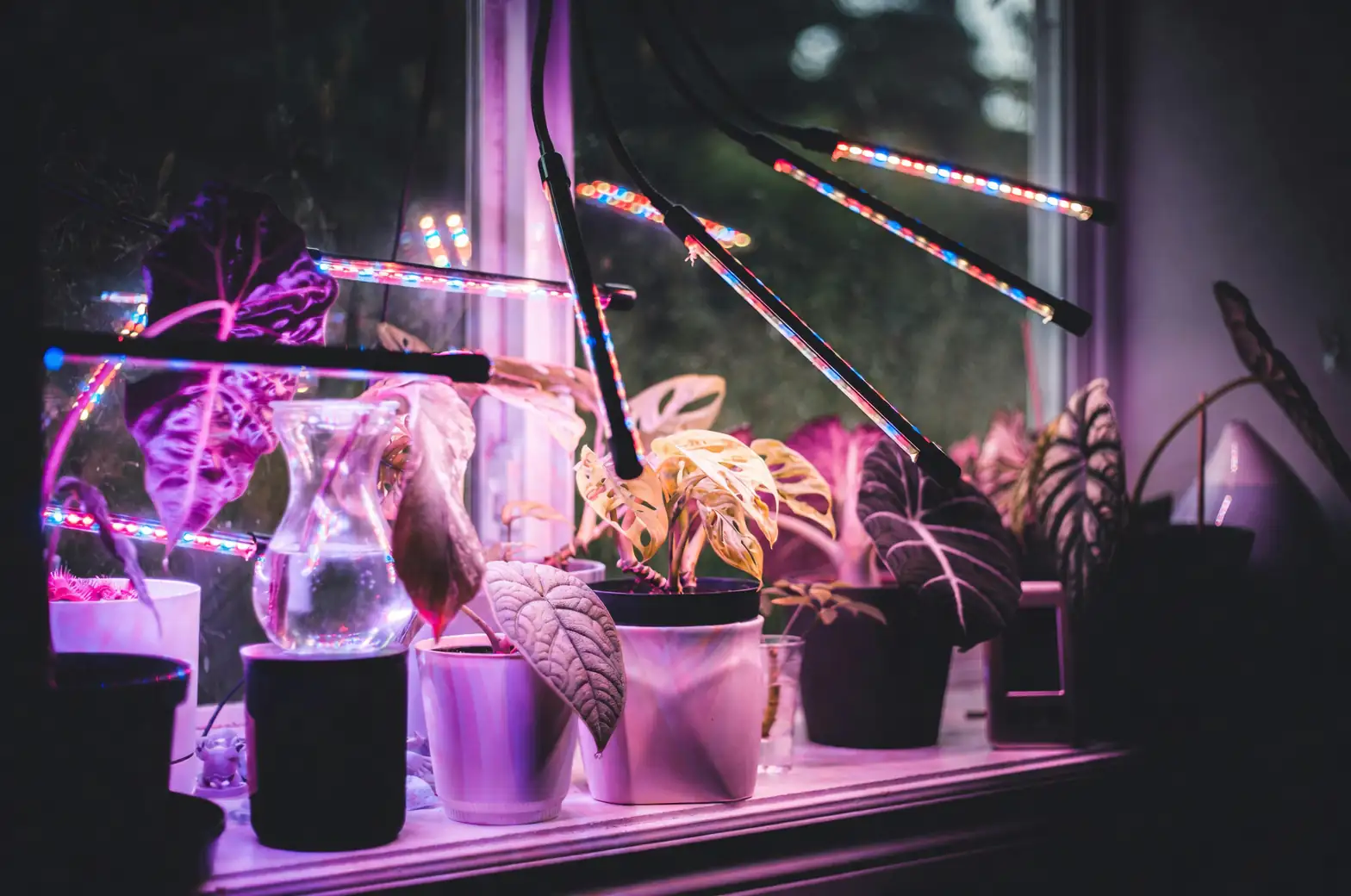 LED grow lights indoor plants