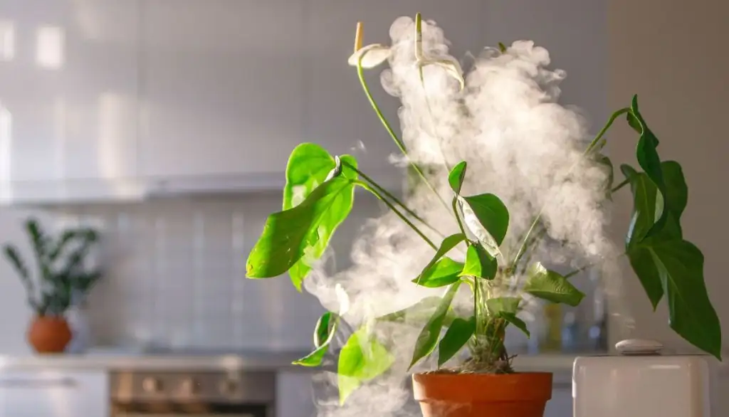 如何在高温高湿环境中保护您的植物免于腐烂与霉变