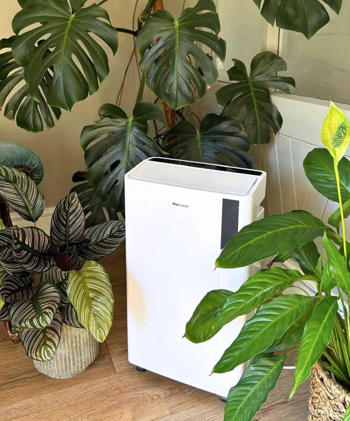dehumidifier near houseplants