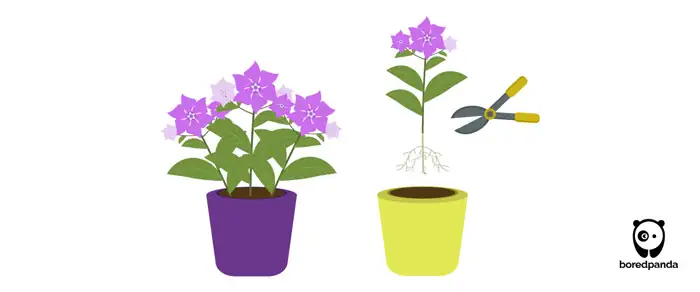 periwinkle plant propagation cuttings