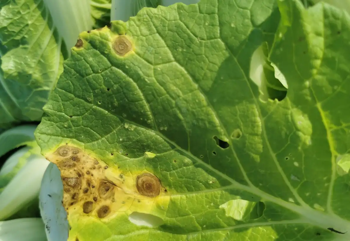 plant leaf disease symptoms
