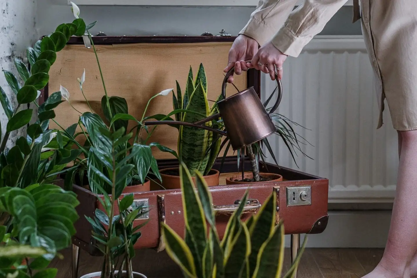 watering indoor plants carefully