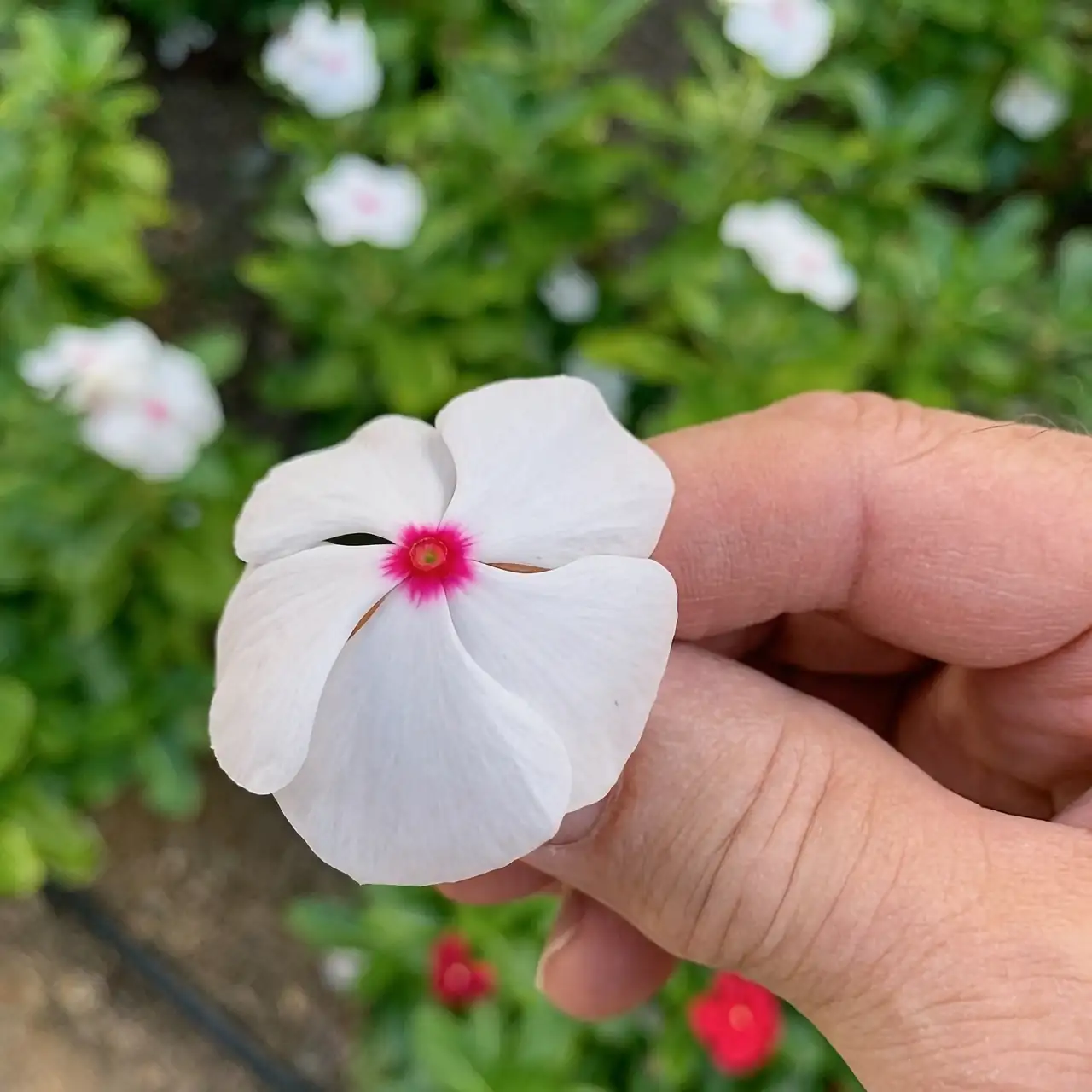 periwinkle garden landscape