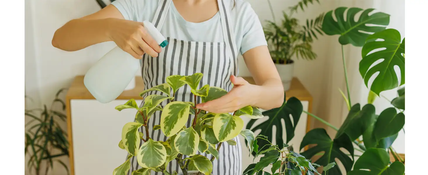 indoor plant pest control