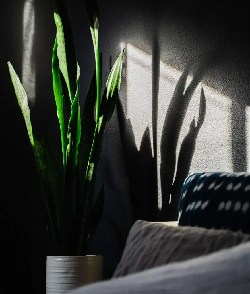 snake plant in humid room
