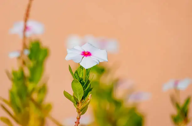 长春花的趣味小知识：一株花如何定义“日日春”