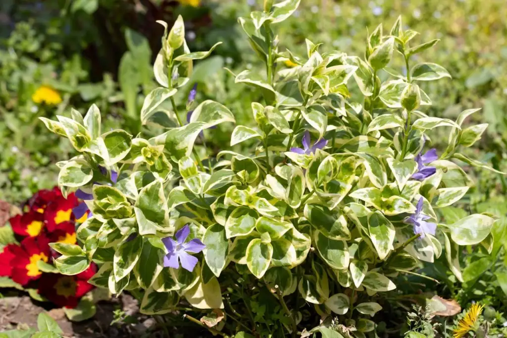 periwinkle in garden bed