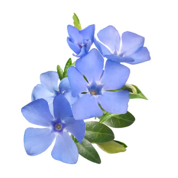 periwinkle flower bouquet