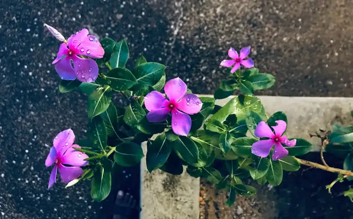watering periwinkle plant