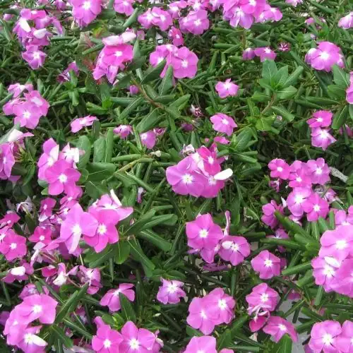 常春花的花语故事：卢梭的回忆与爱情传说