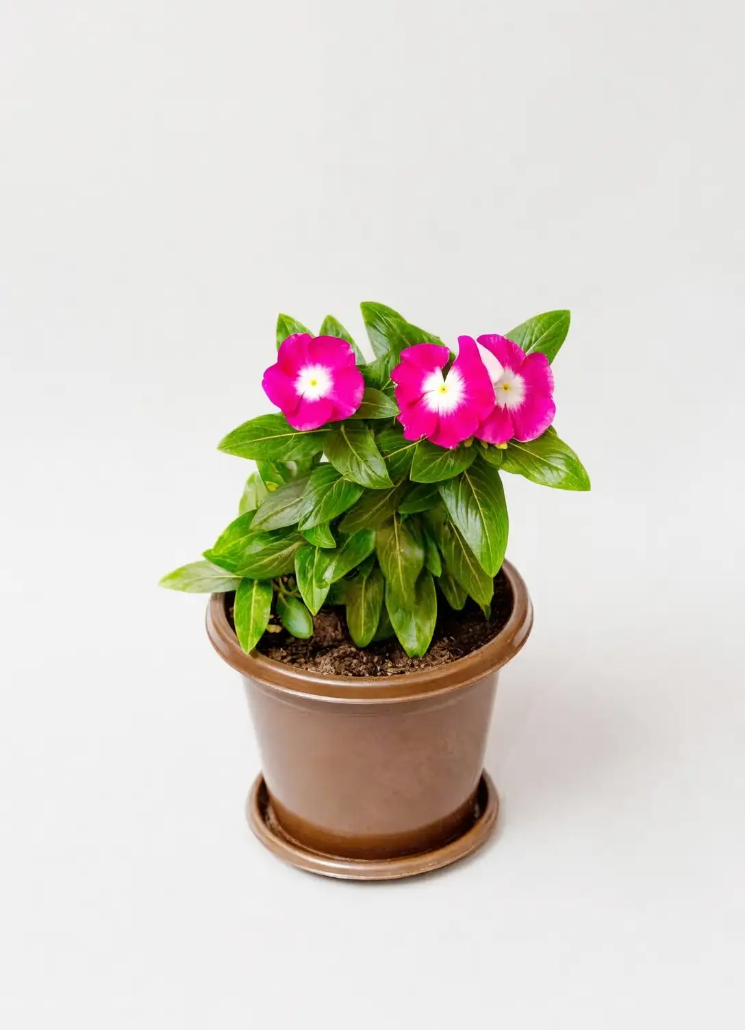 Catharanthus roseus indoor pot
