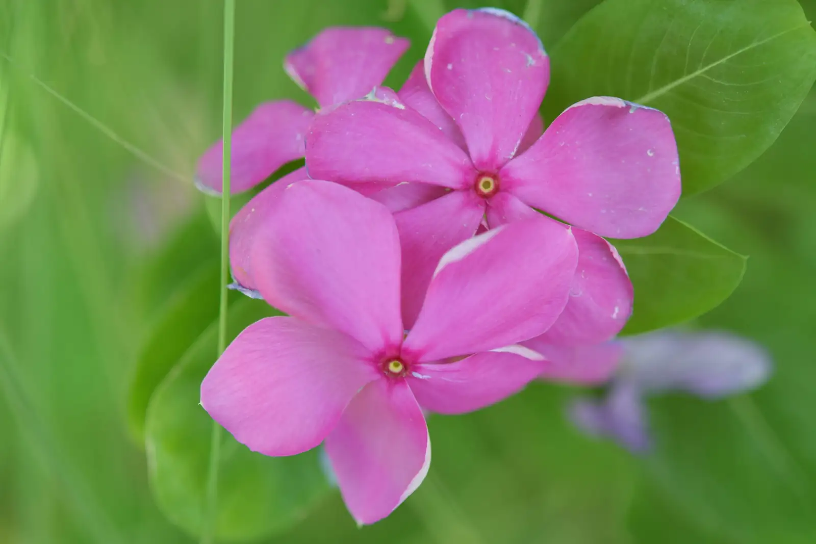 Catharanthus roseus medicinal use