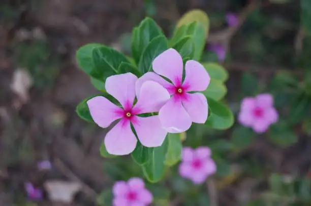 室内花坛设计师：如何用长春花打造梦幻绿植空间