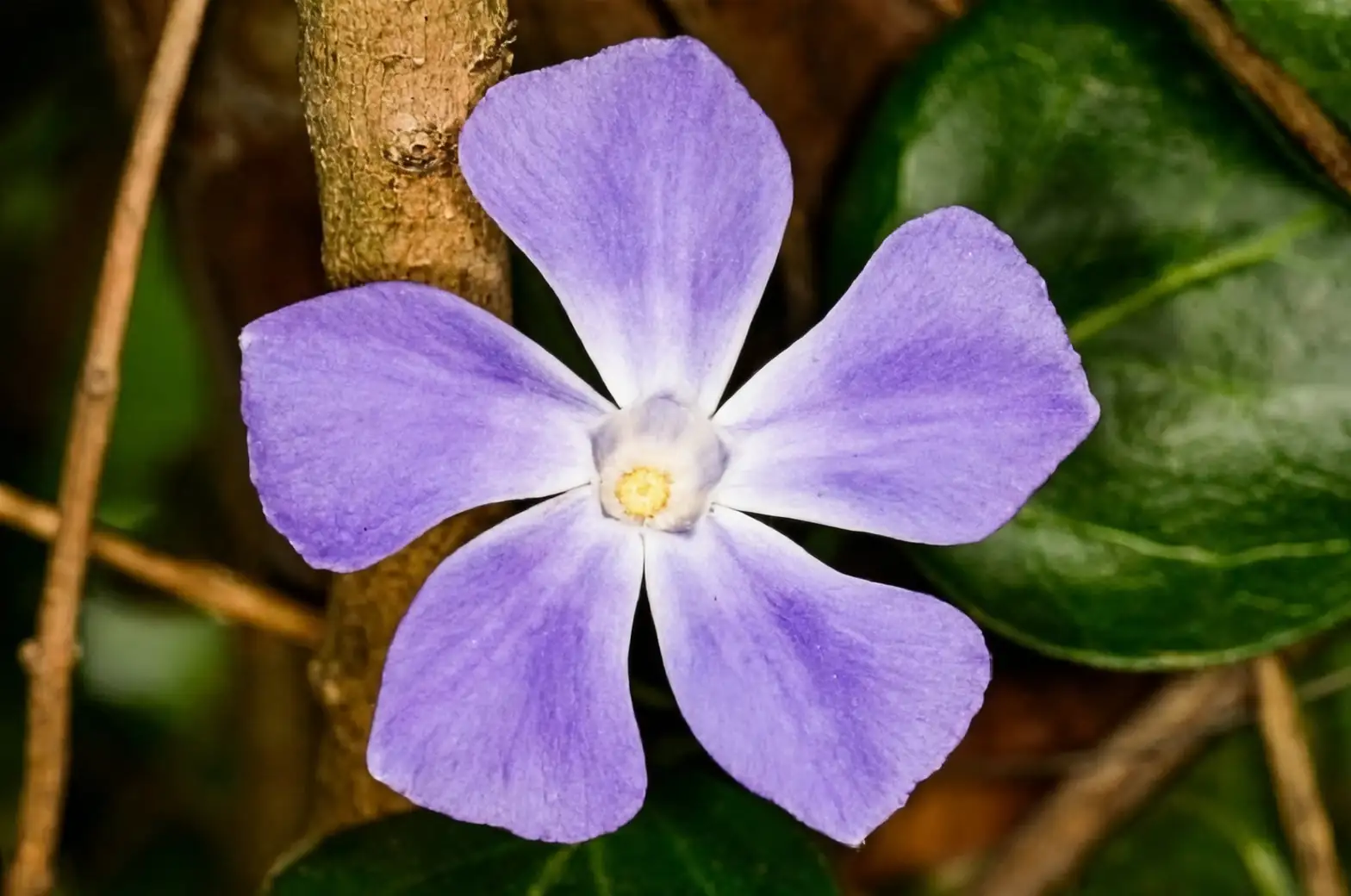 vinca on sunny windowsill