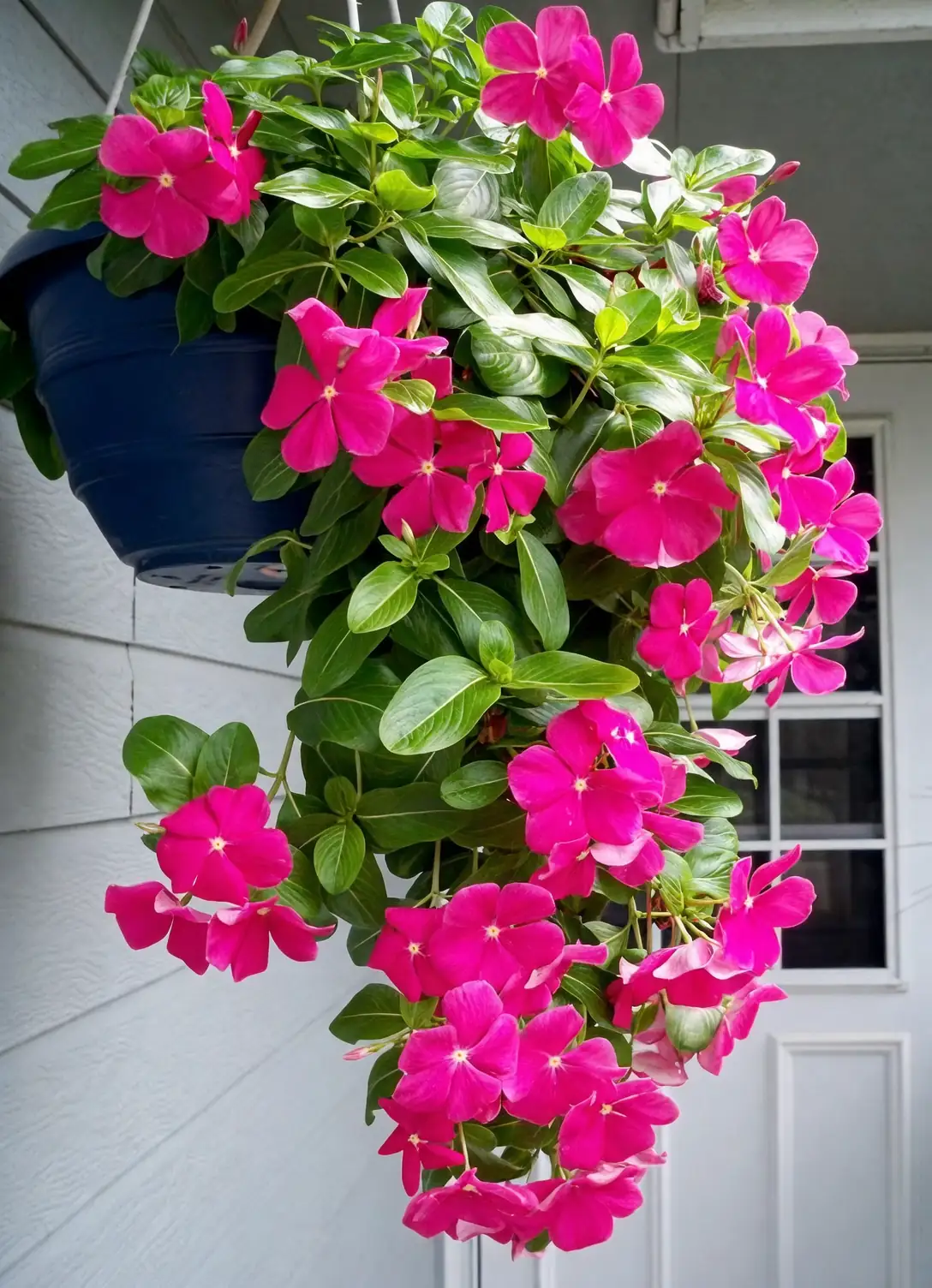 vinca hanging basket balcony