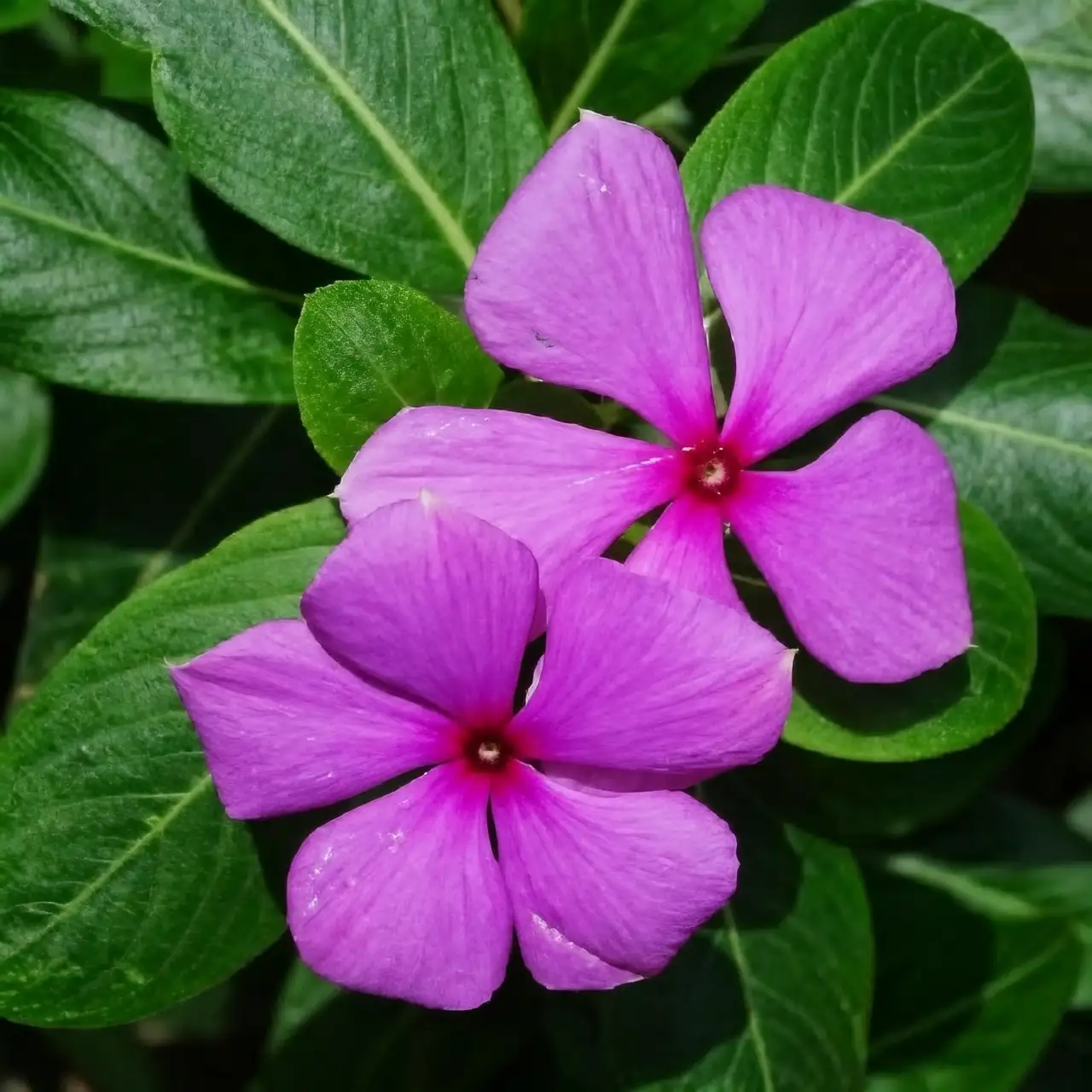 从种子到花坛：长春花的繁殖与栽培指南