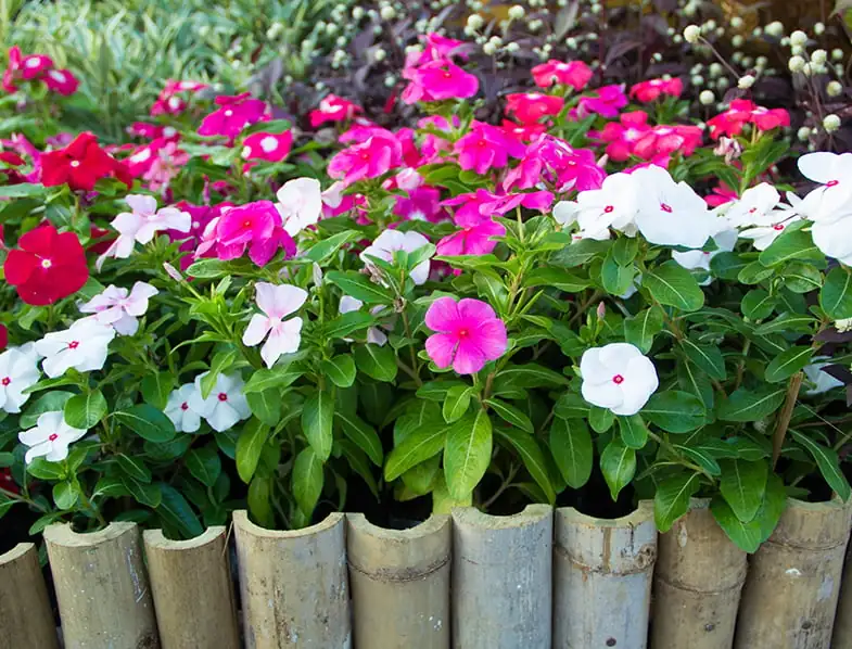 madagascar periwinkle cutting propagation