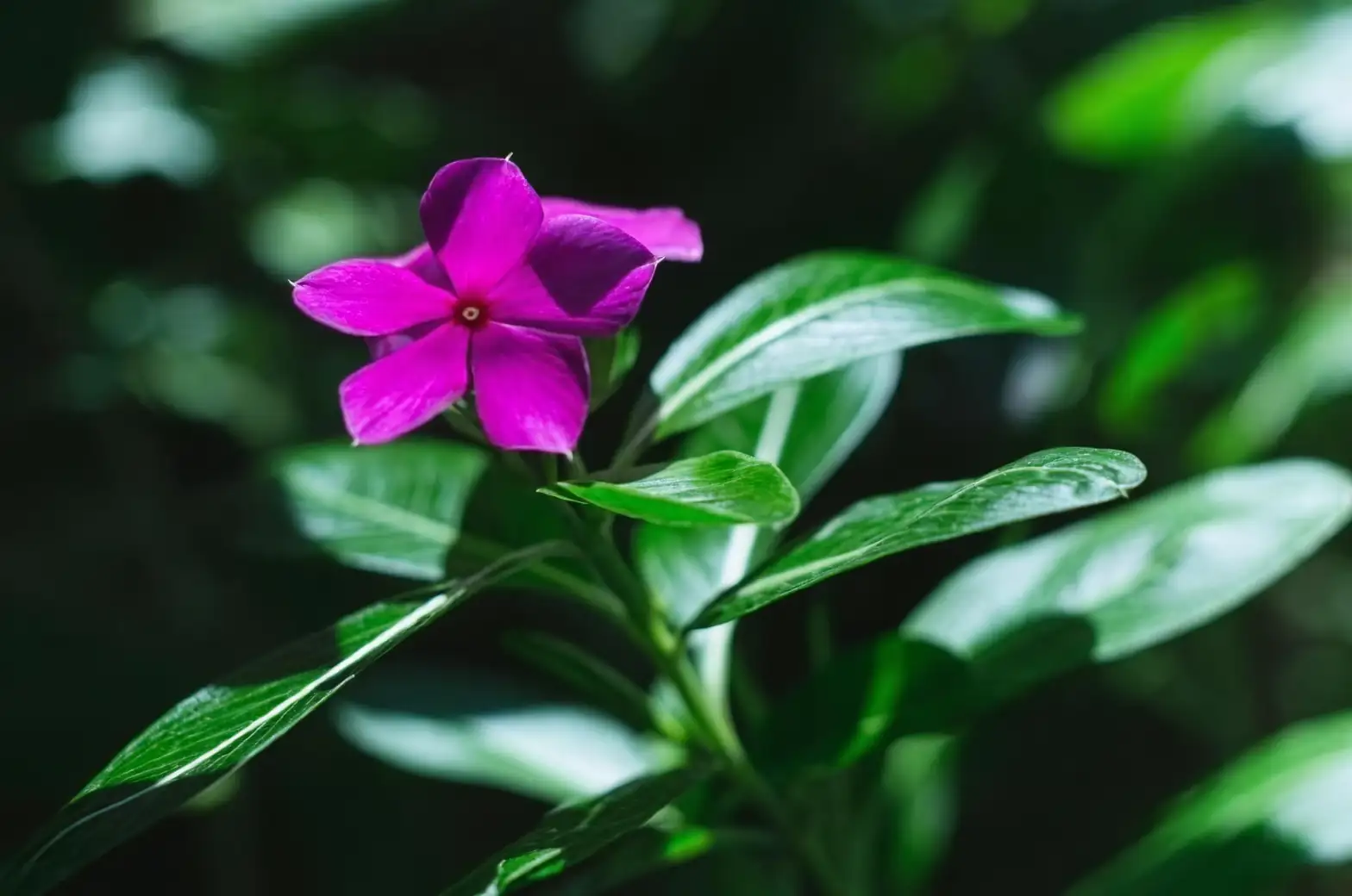 madagascar periwinkle sunlight windowsill