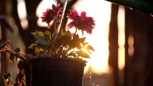 watering madagascar periwinkle plant