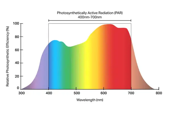 plant photosynthesis light spectrum chart