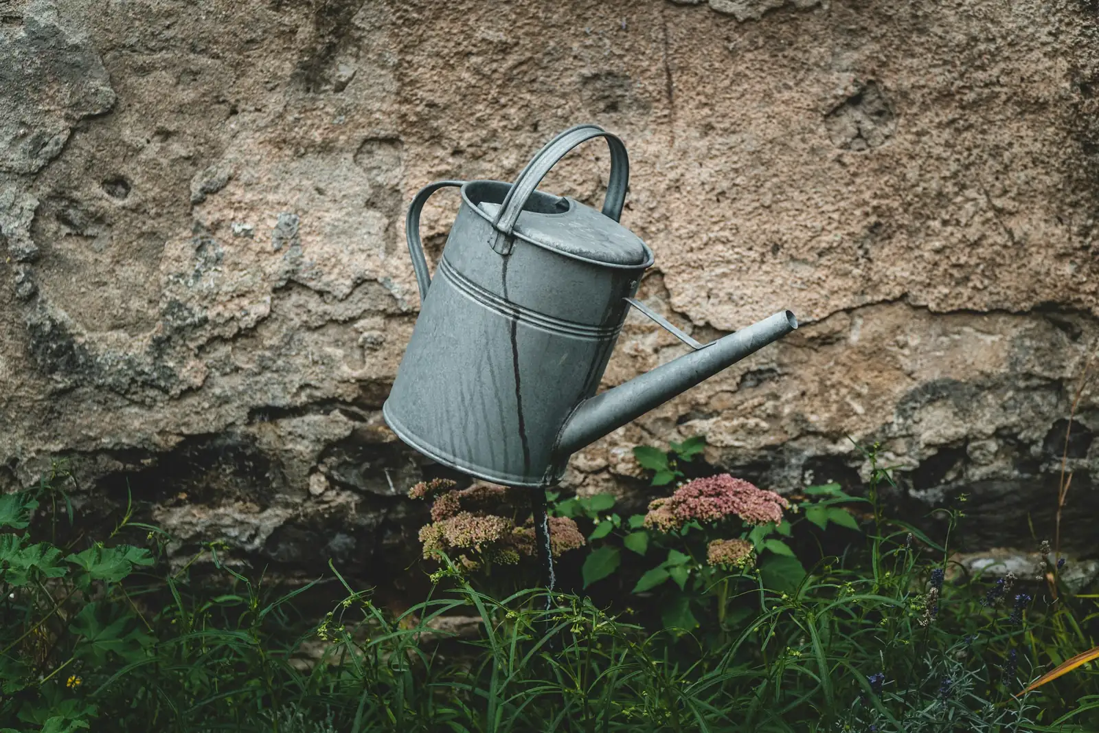 lantana watering soil