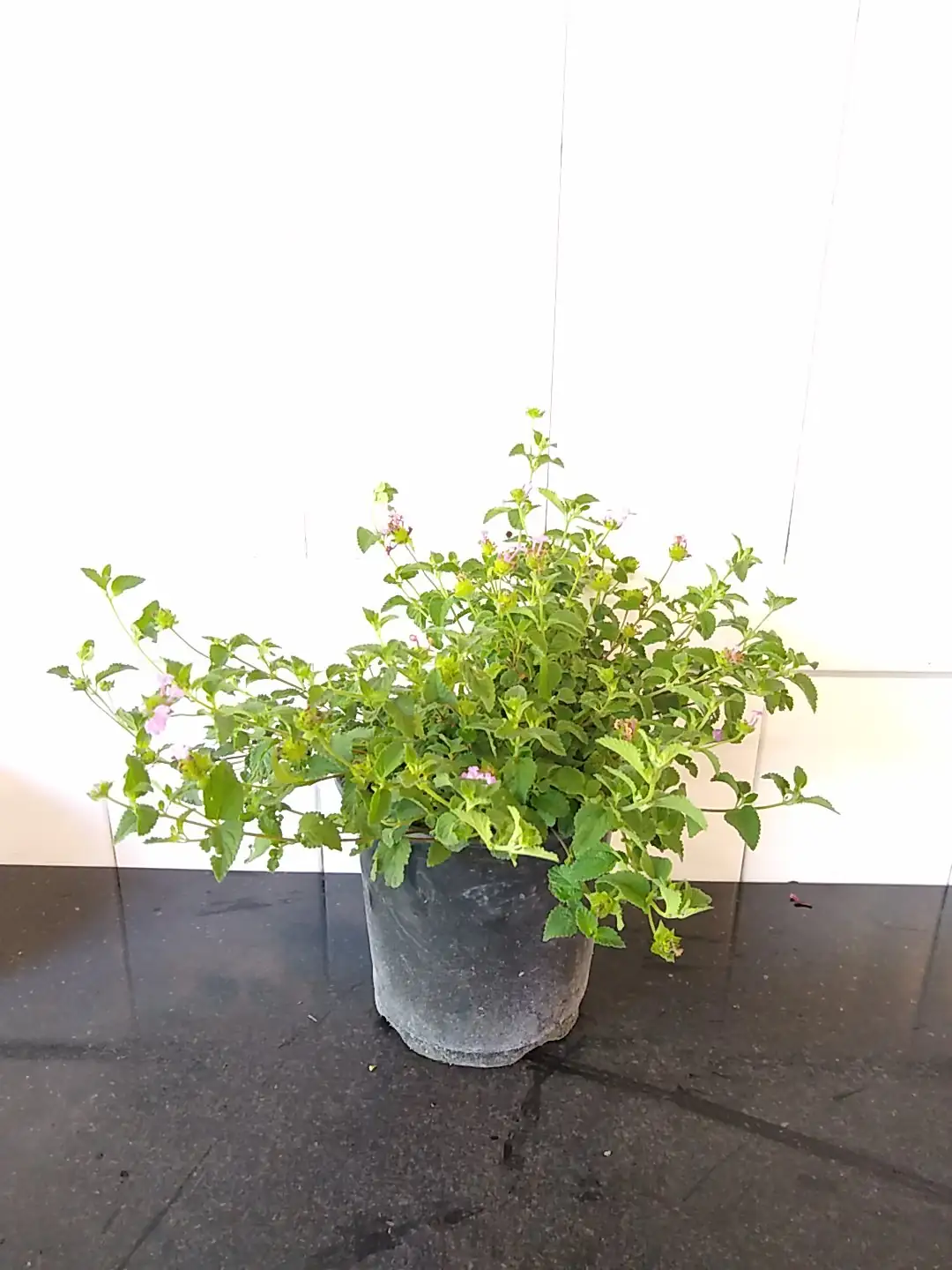 lantana camara powdery mildew leaves