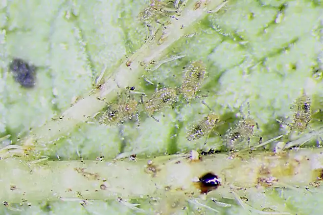 lantana camara spider mite infestation
