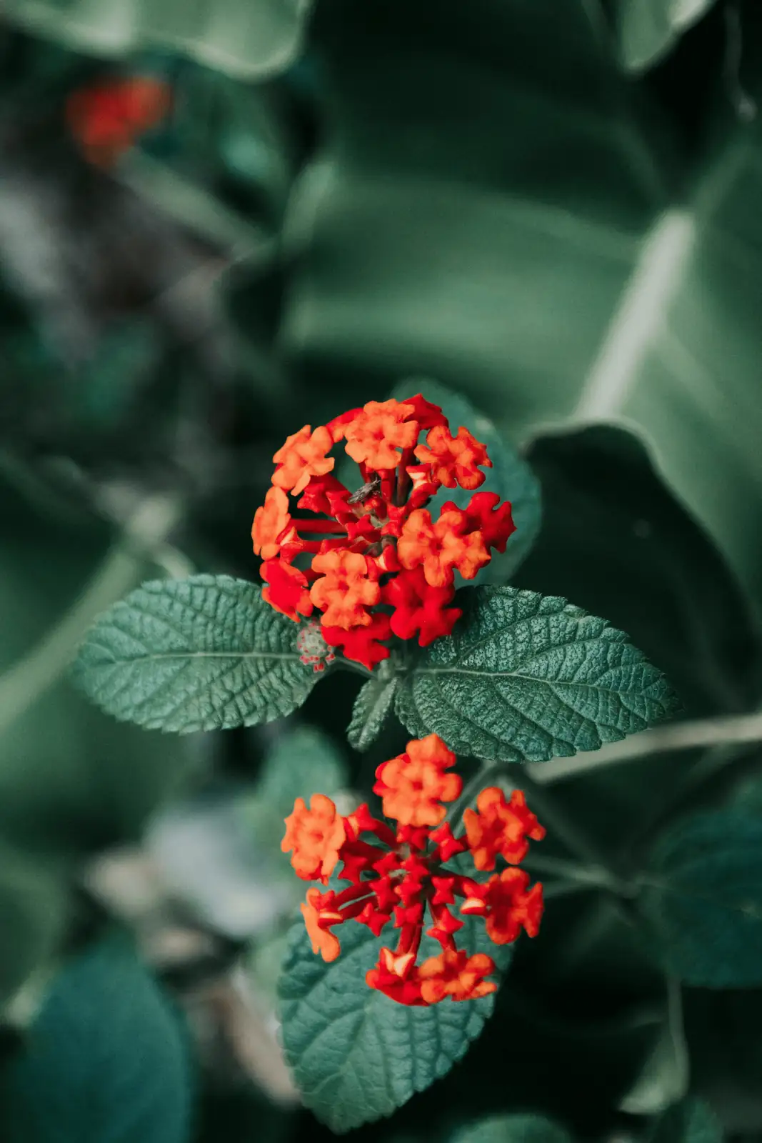 lantana camara historical illustration